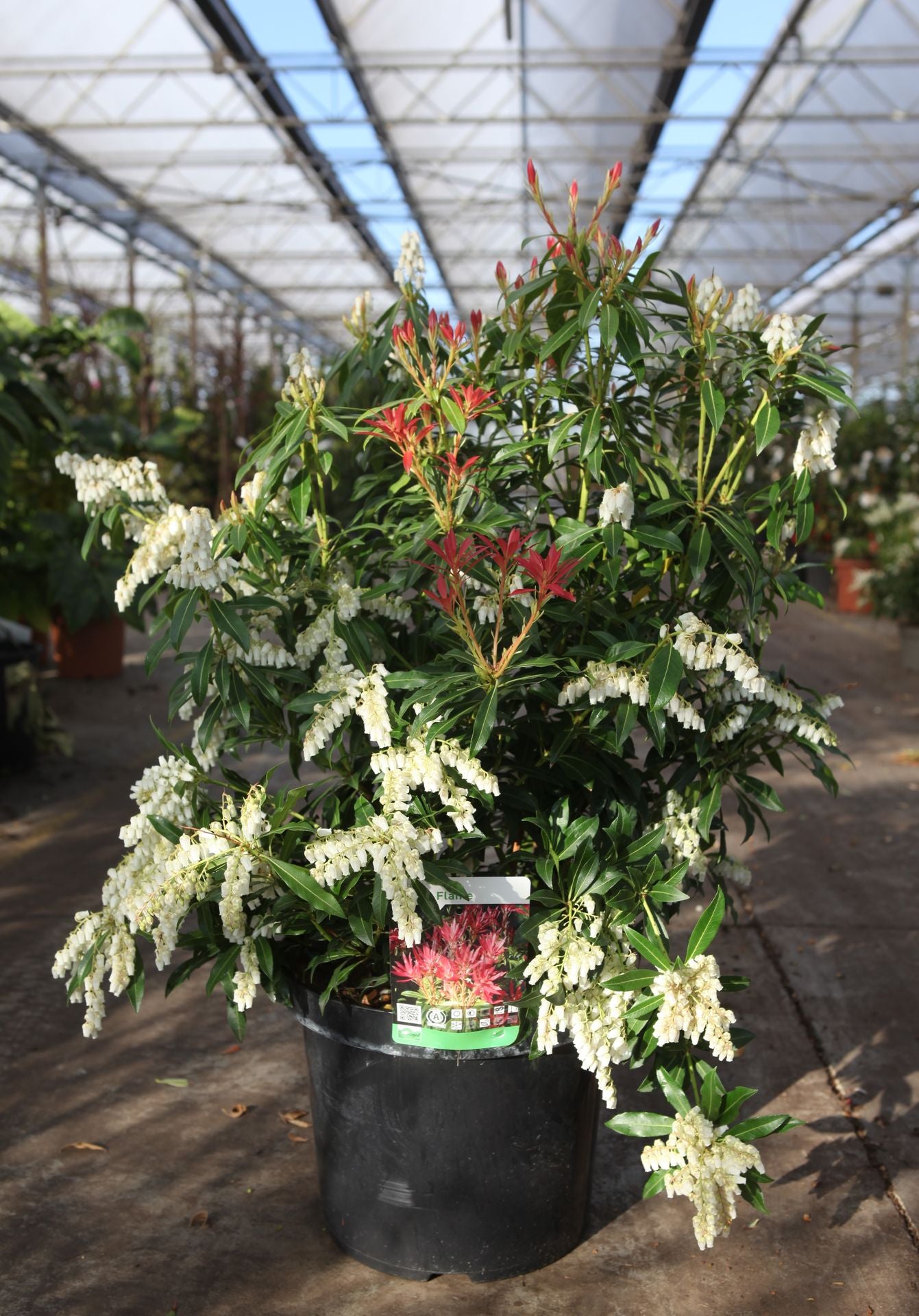 Pieris 'Forest Flame'
