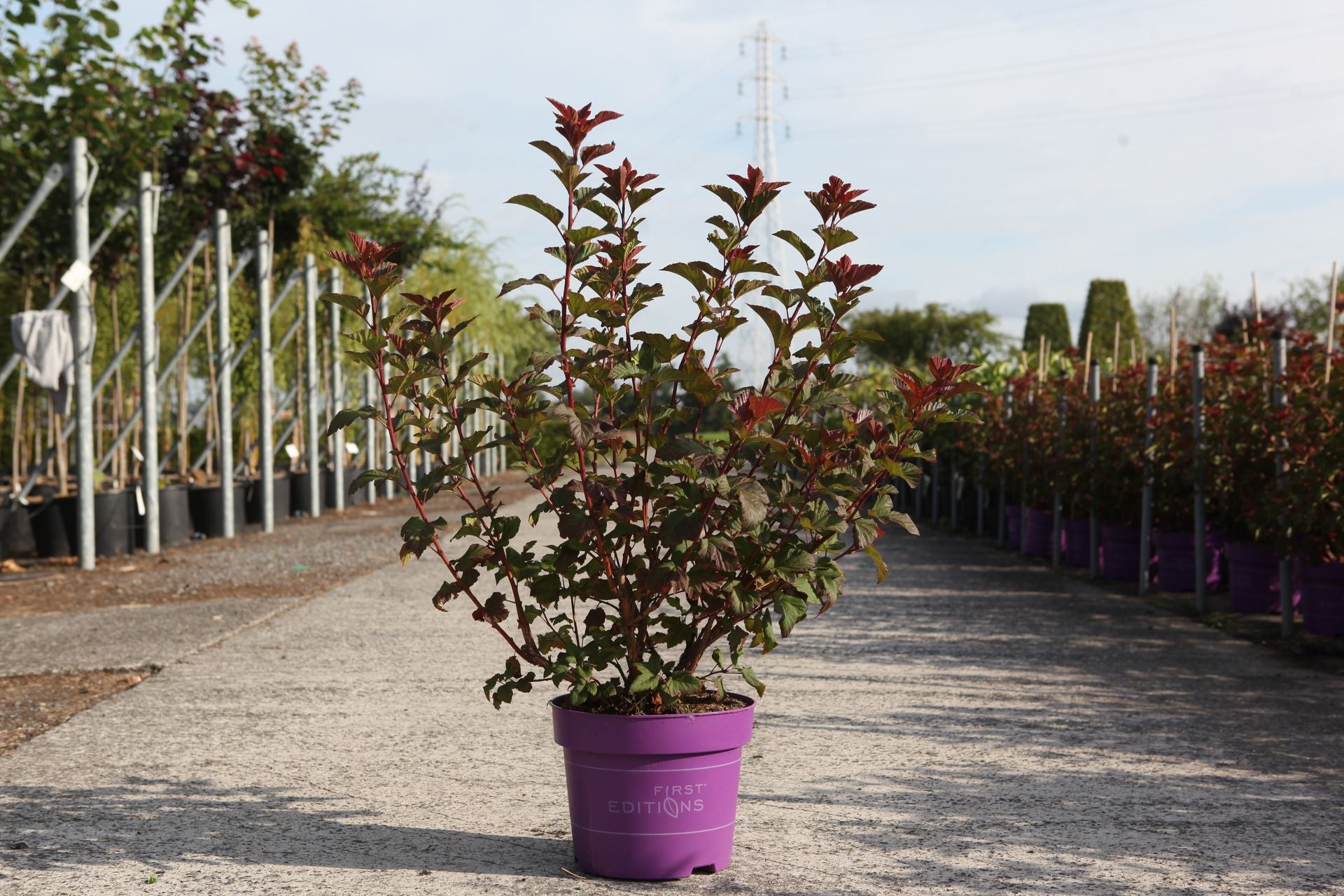 Physocarpus opulifolius First Editions© AMBER JUBILEE© (PBR)
