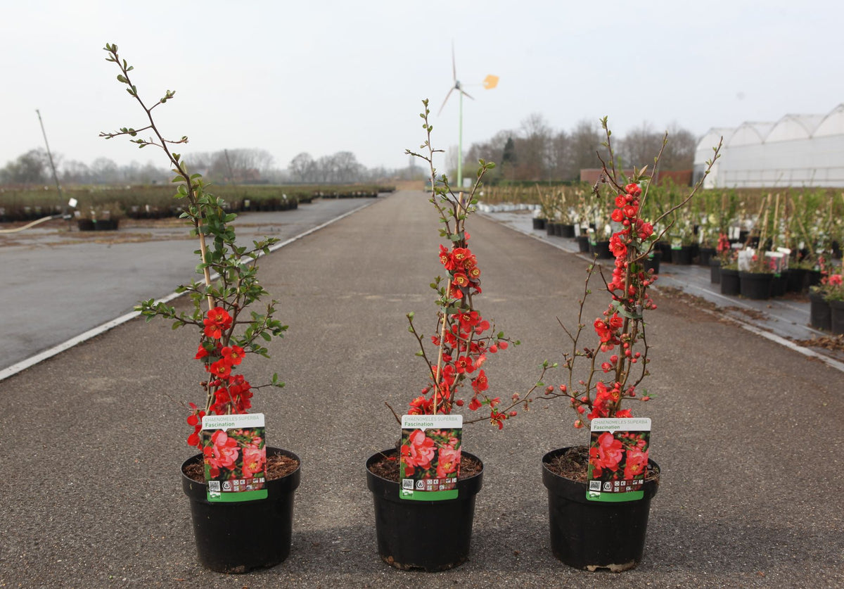 Chaenomeles superba 'Fascination'