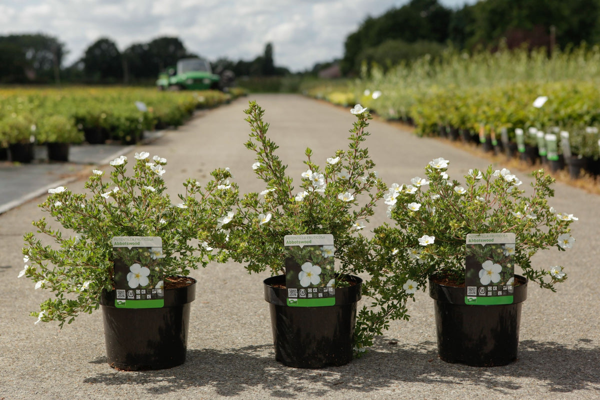 Potentilla fruticosa 'Abbotswood'