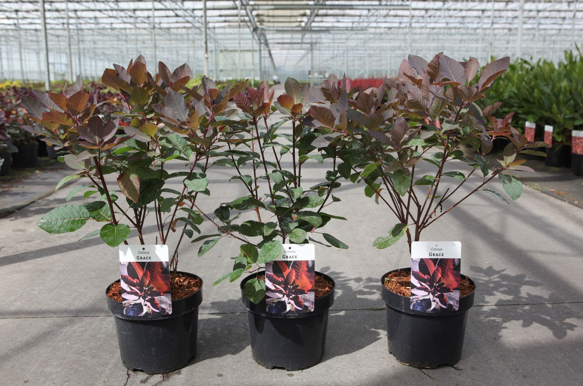 Cotinus 'Grace'