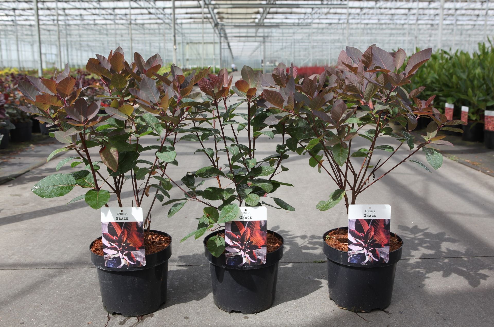 Cotinus 'Grace'