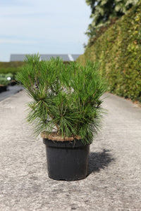 Pinus densiflora 'Alice Verkade'