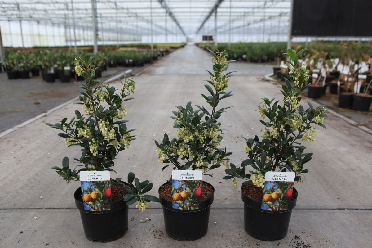 Arbutus unedo 'Compacta'