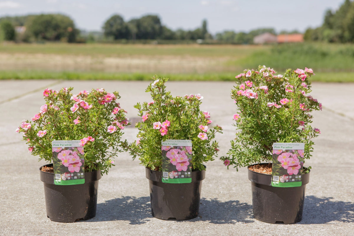 Potentilla fruticosa PINK PARADISE (PBR)