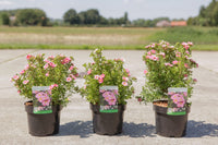 Potentilla fruticosa PINK PARADISE (PBR)