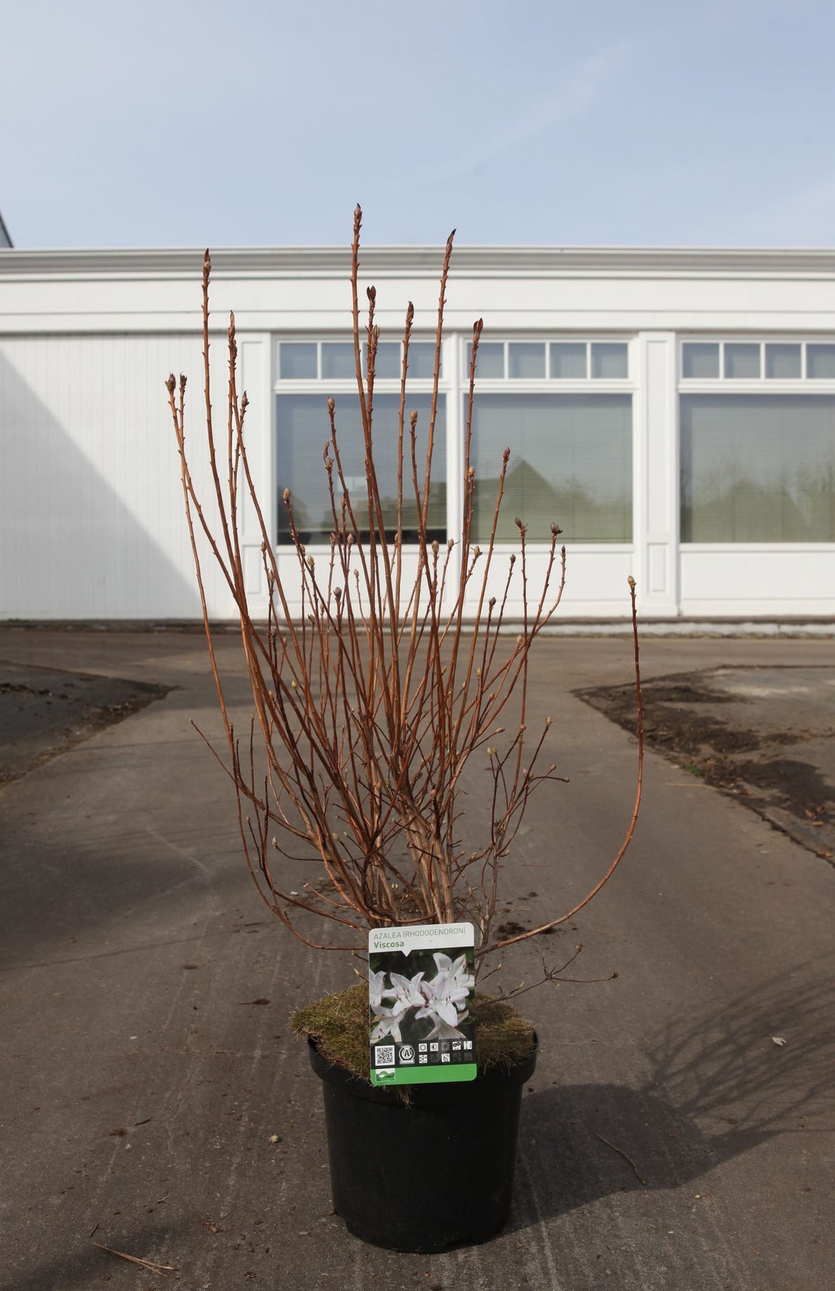 Azalea viscosa