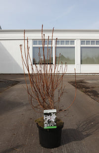 Azalea viscosa