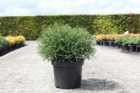Thuja occidentalis 'Mr Bowling Ball'