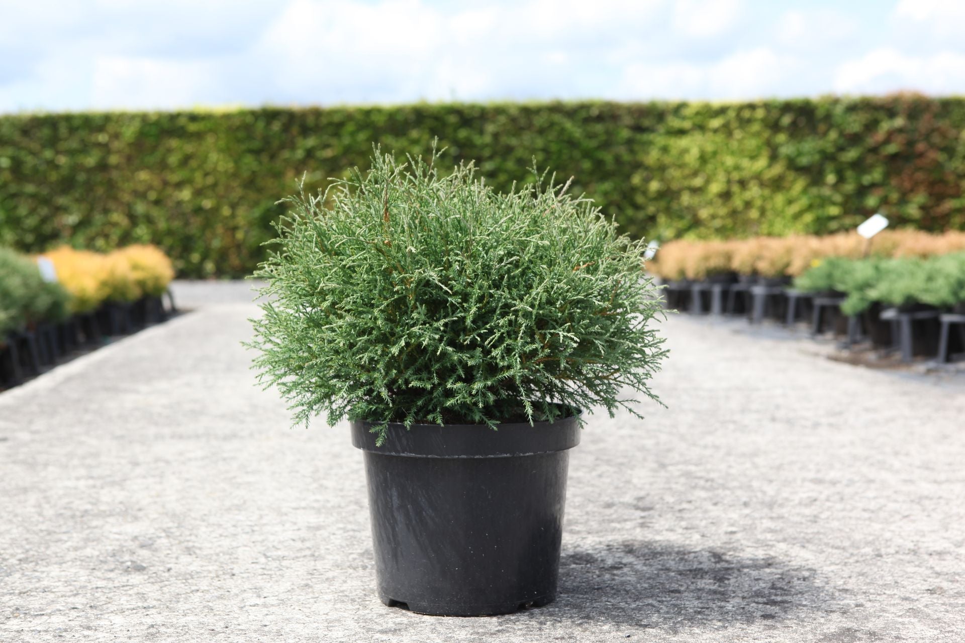 Thuja occidentalis 'Mr Bowling Ball'