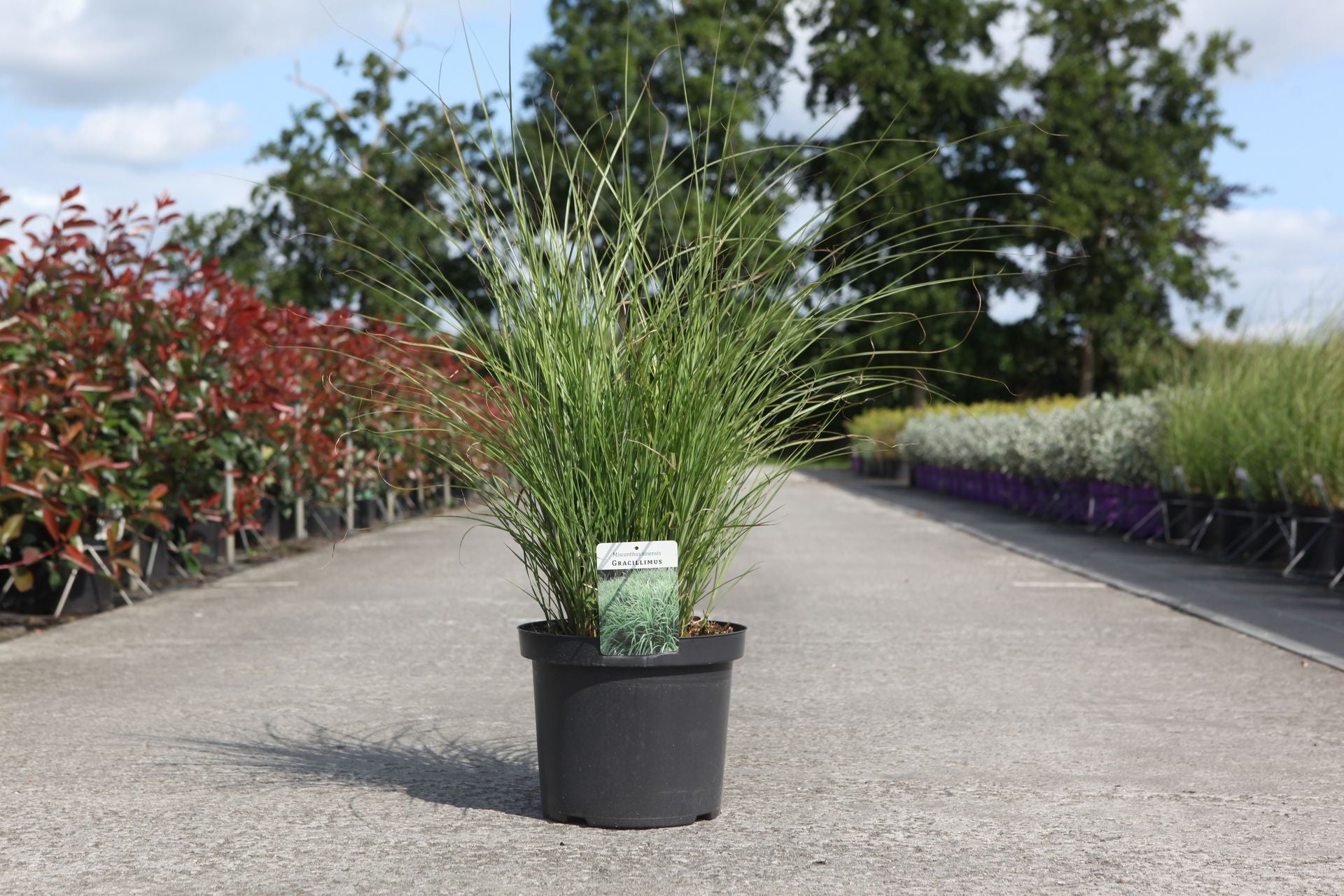 Miscanthus sinensis 'Gracillimus'