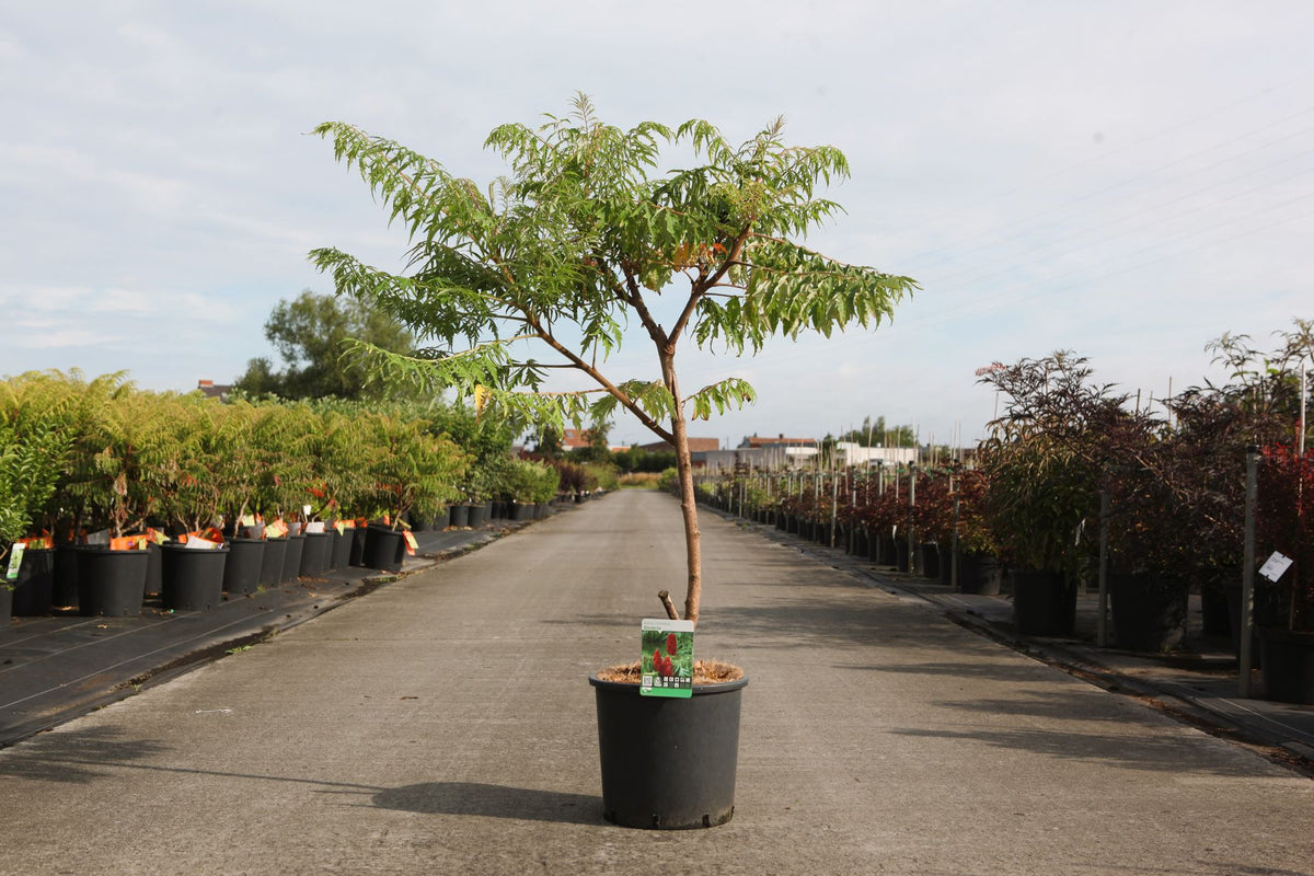 Rhus typhina 'Dissecta'