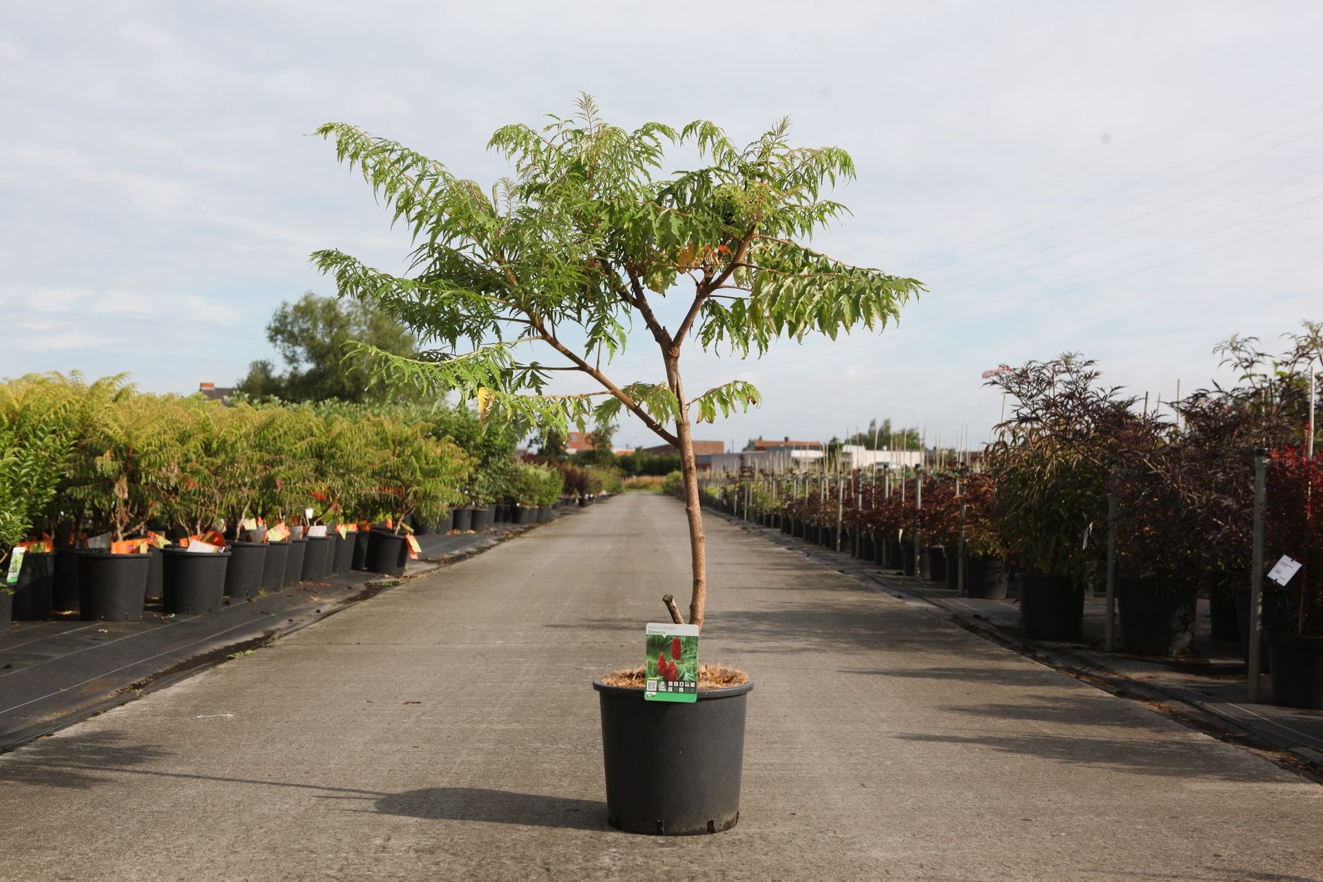 Rhus typhina 'Dissecta'
