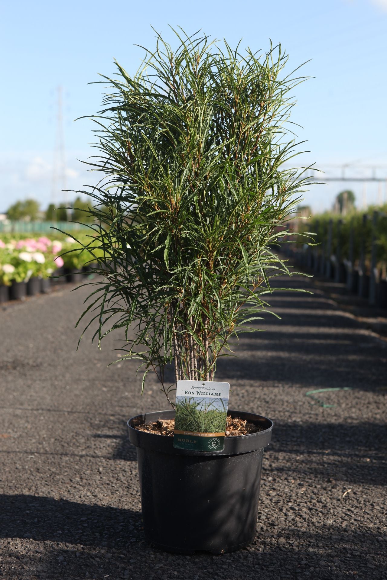 Frangula alnus 'Ron Williams'