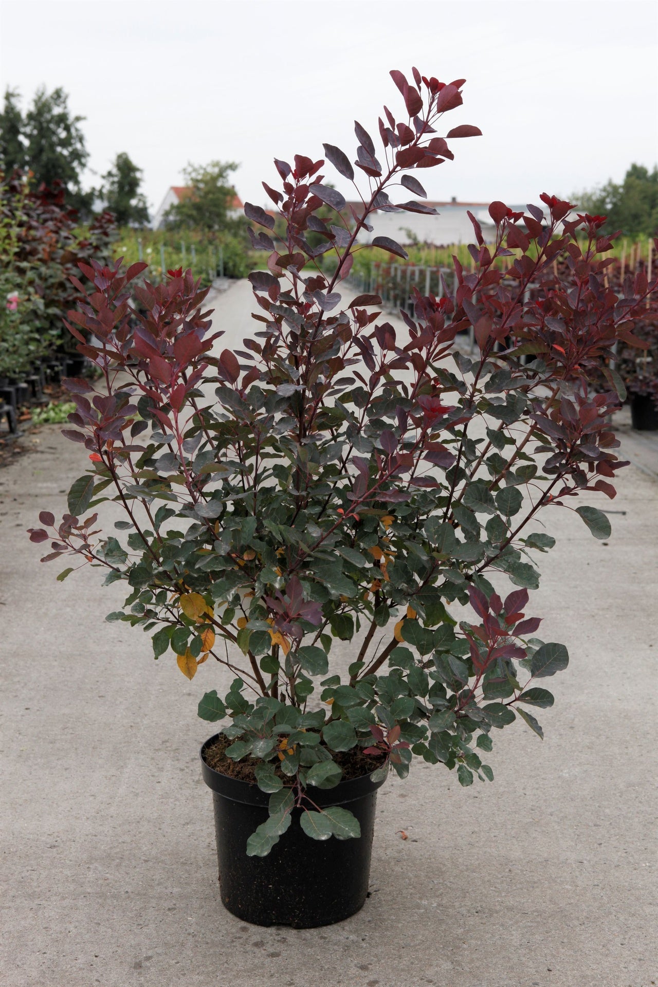 Cotinus coggygria DUSKY MAIDEN (PBR)