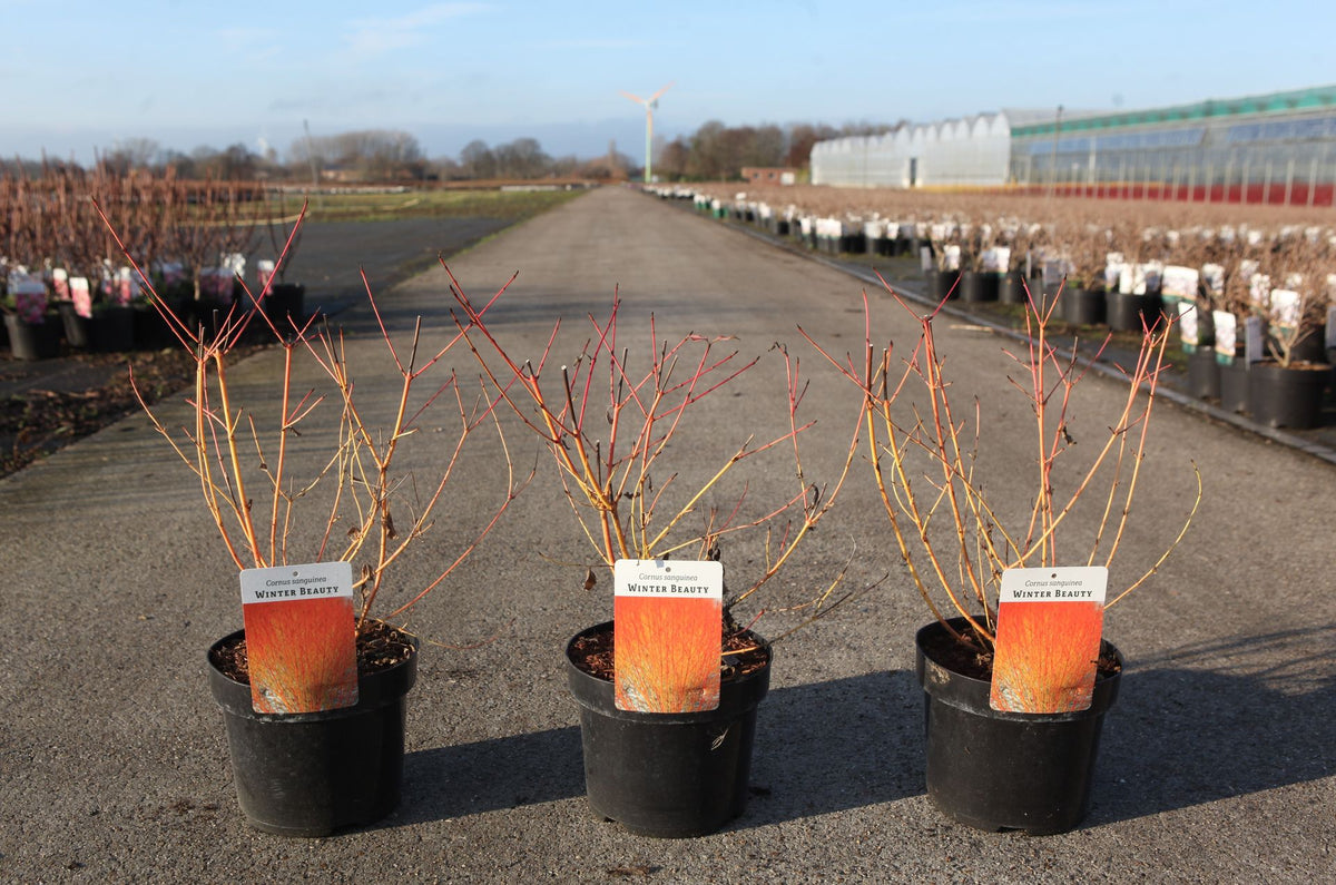 Cornus sanguinea 'Winter Beauty'