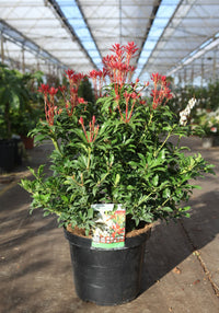 Pieris japonica 'Mountain Fire'