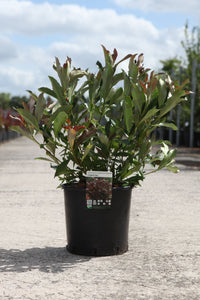 Viburnum odoratissimum COPPERTOP (PBR)