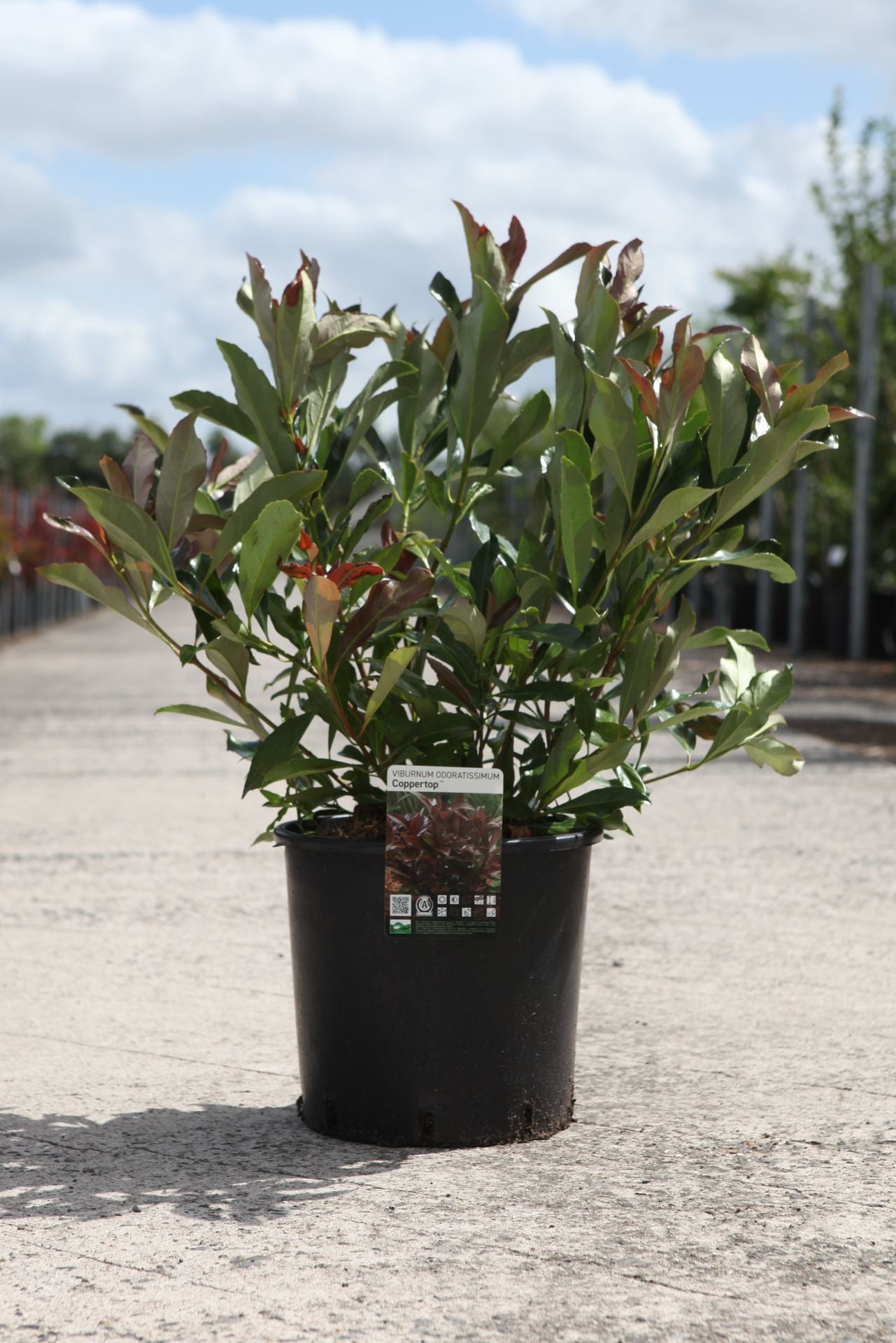 Viburnum odoratissimum COPPERTOP (PBR)