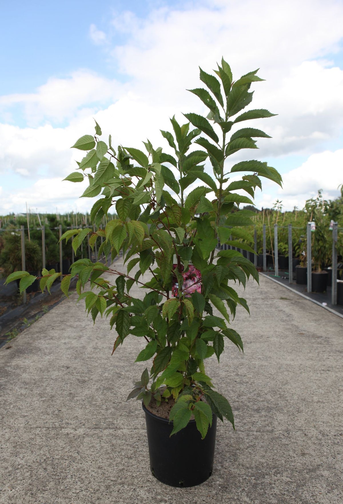 Prunus 'Kursar'