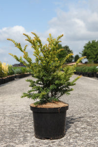 Taxus baccata 'Kupfergold'