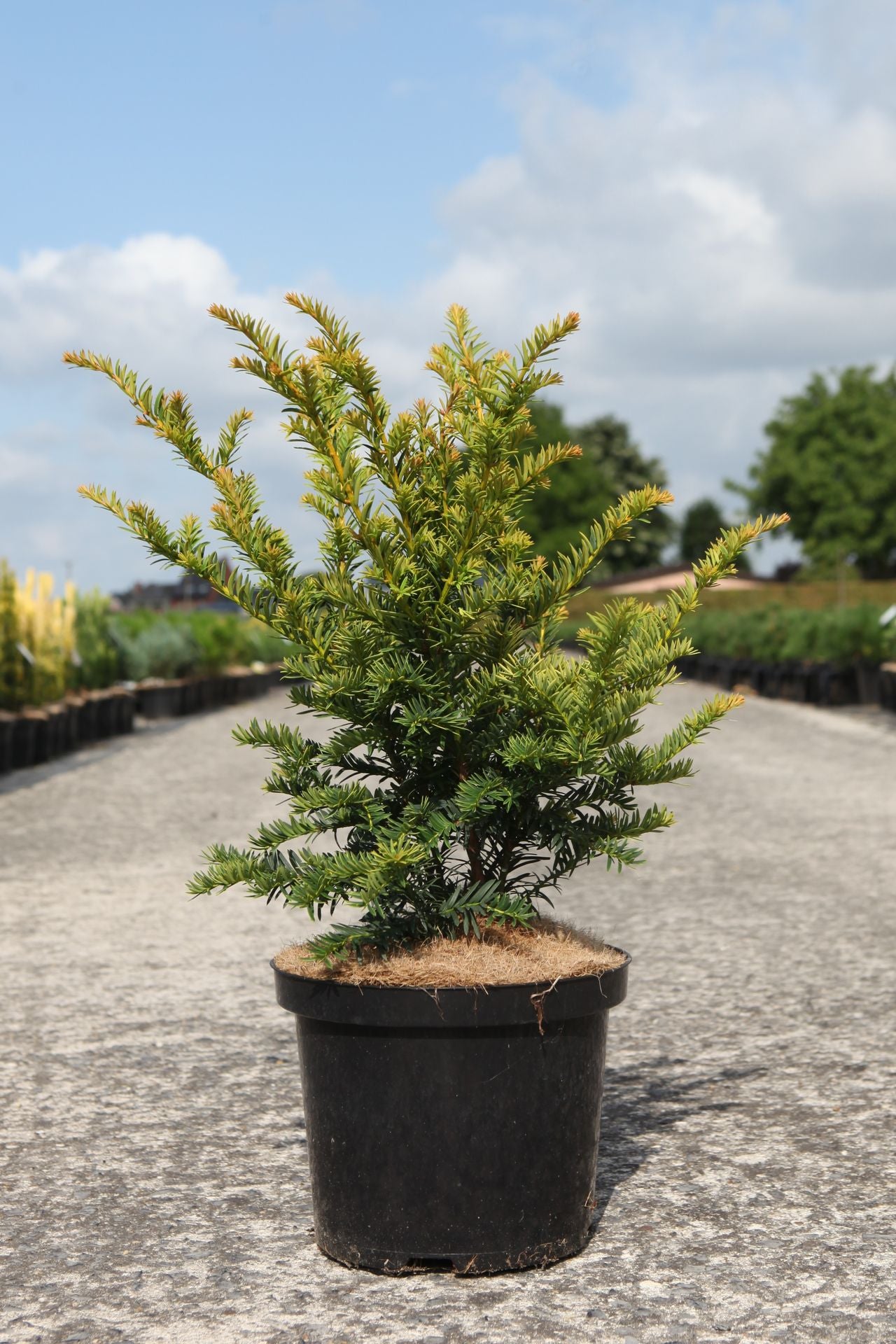 Taxus baccata 'Kupfergold'