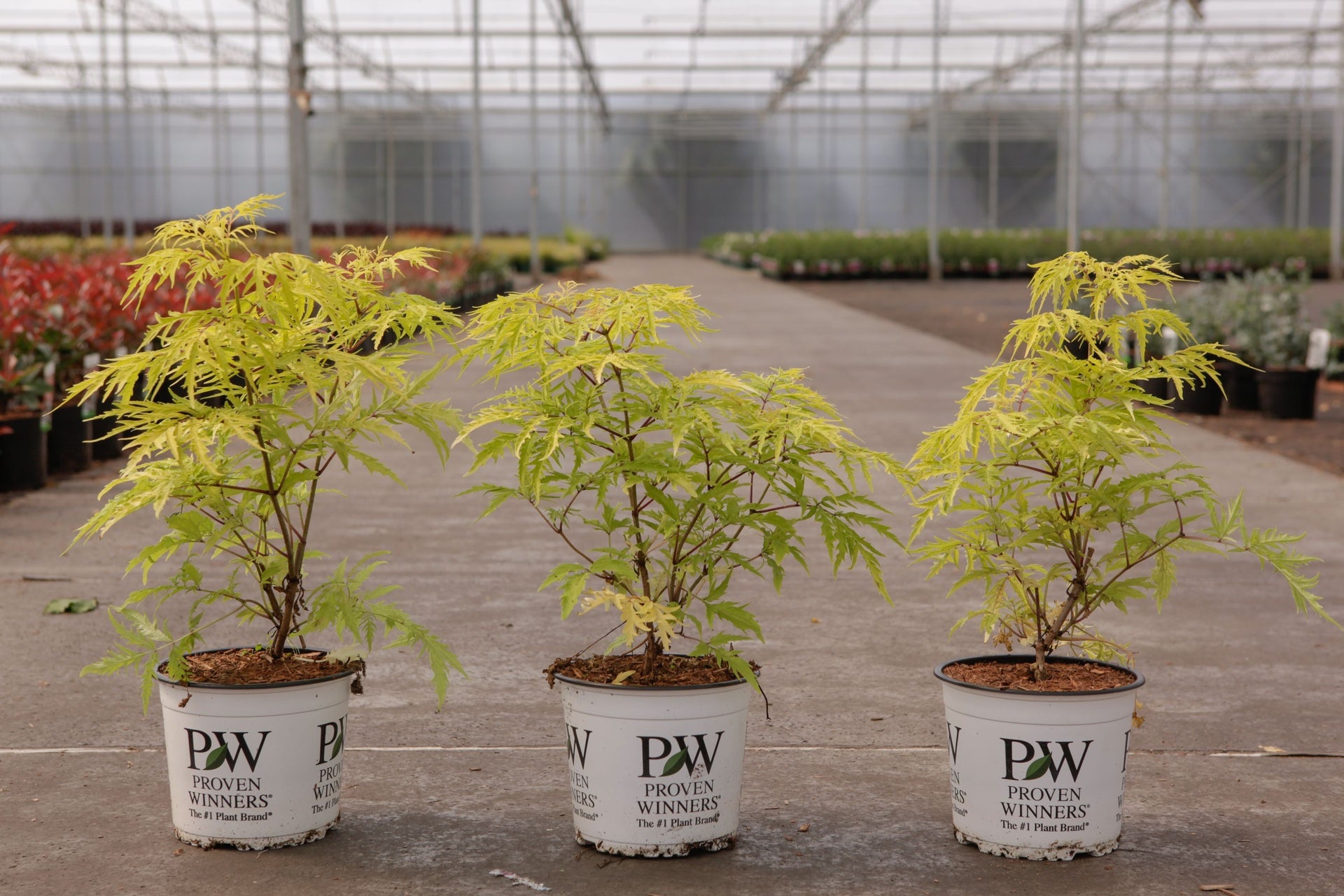Sambucus racemosa Proven Winners© 'Lemony Lace©'