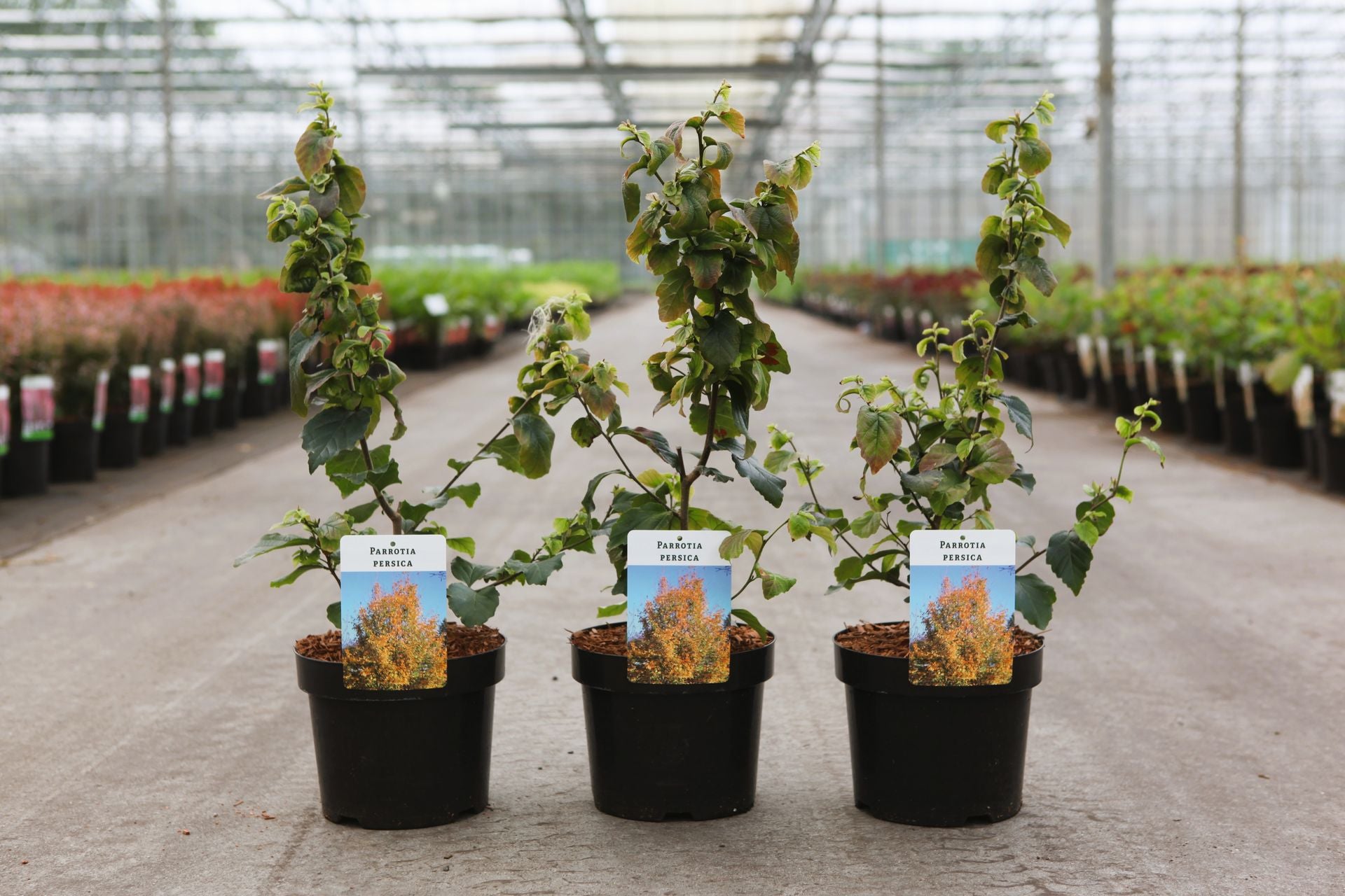 Parrotia persica