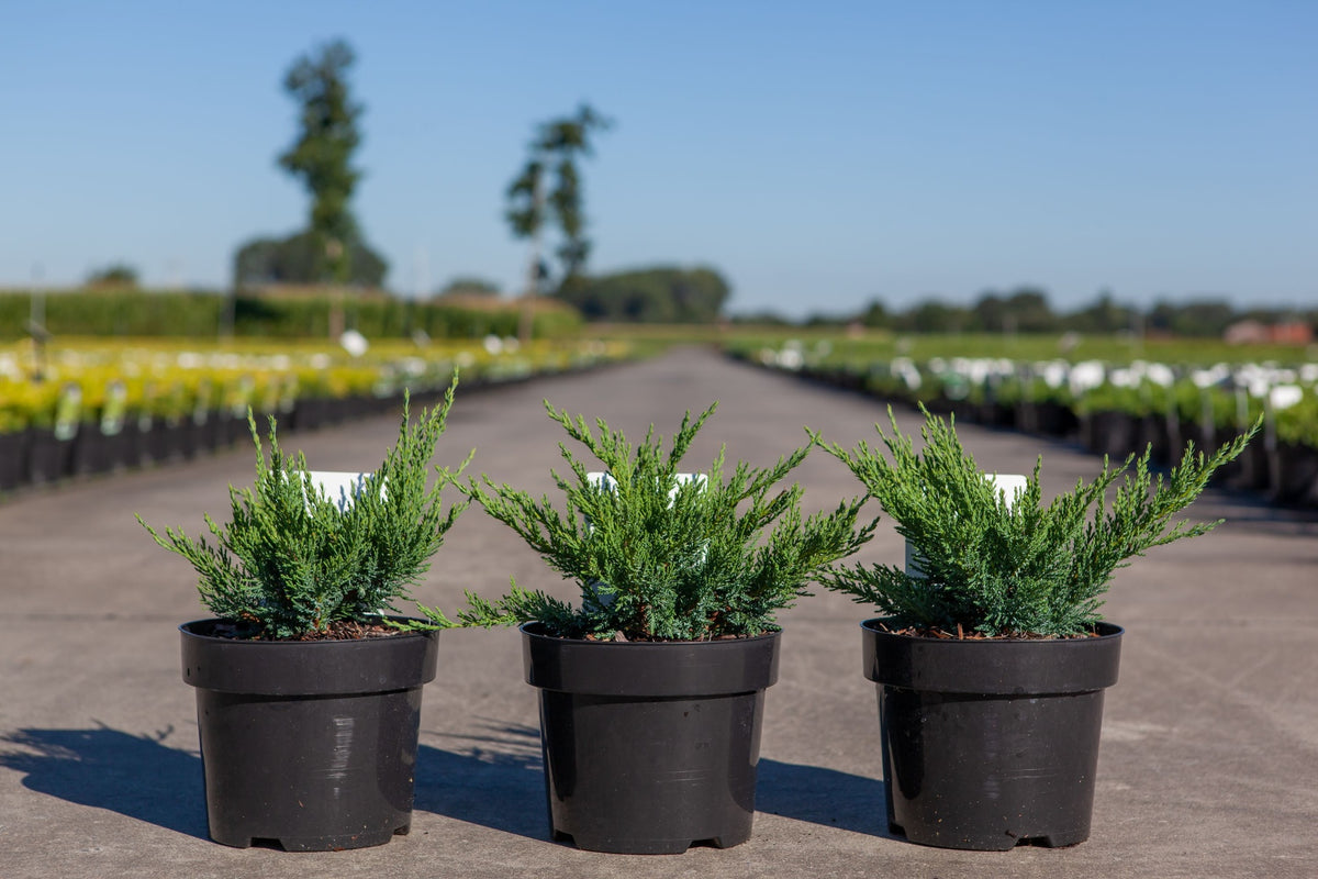 Juniperus sabina 'Tamariscifolia'