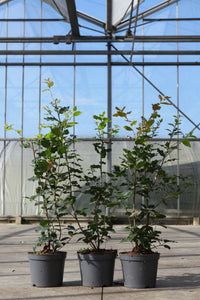Quercus ilex