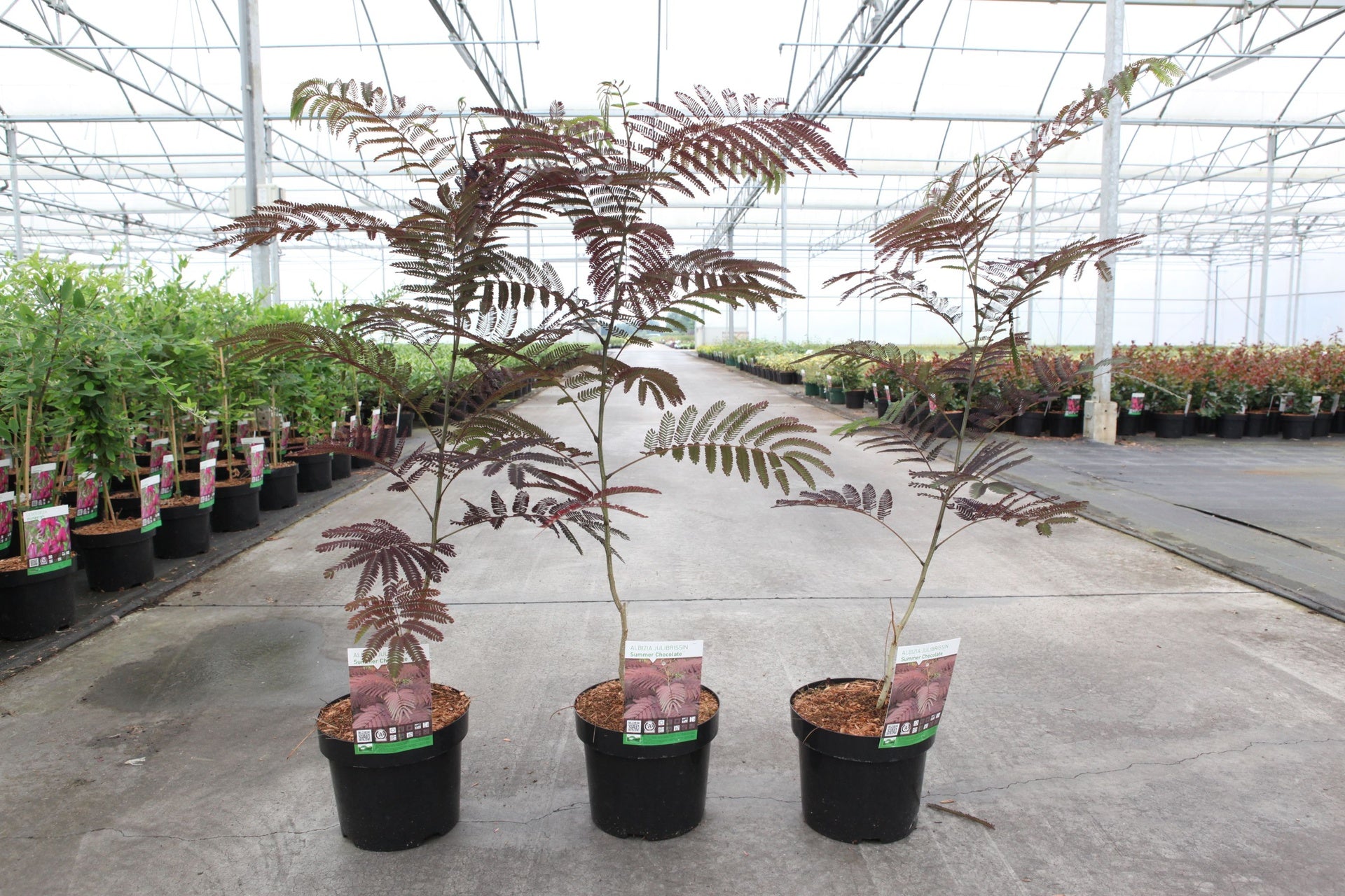 Albizia julibrissin 'Summer Chocolate' (PBR)