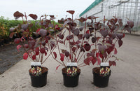 Cornus alba 'Siberian Pearls'