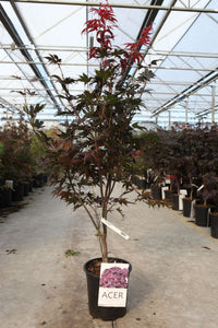 Acer palmatum 'Bloodgood'