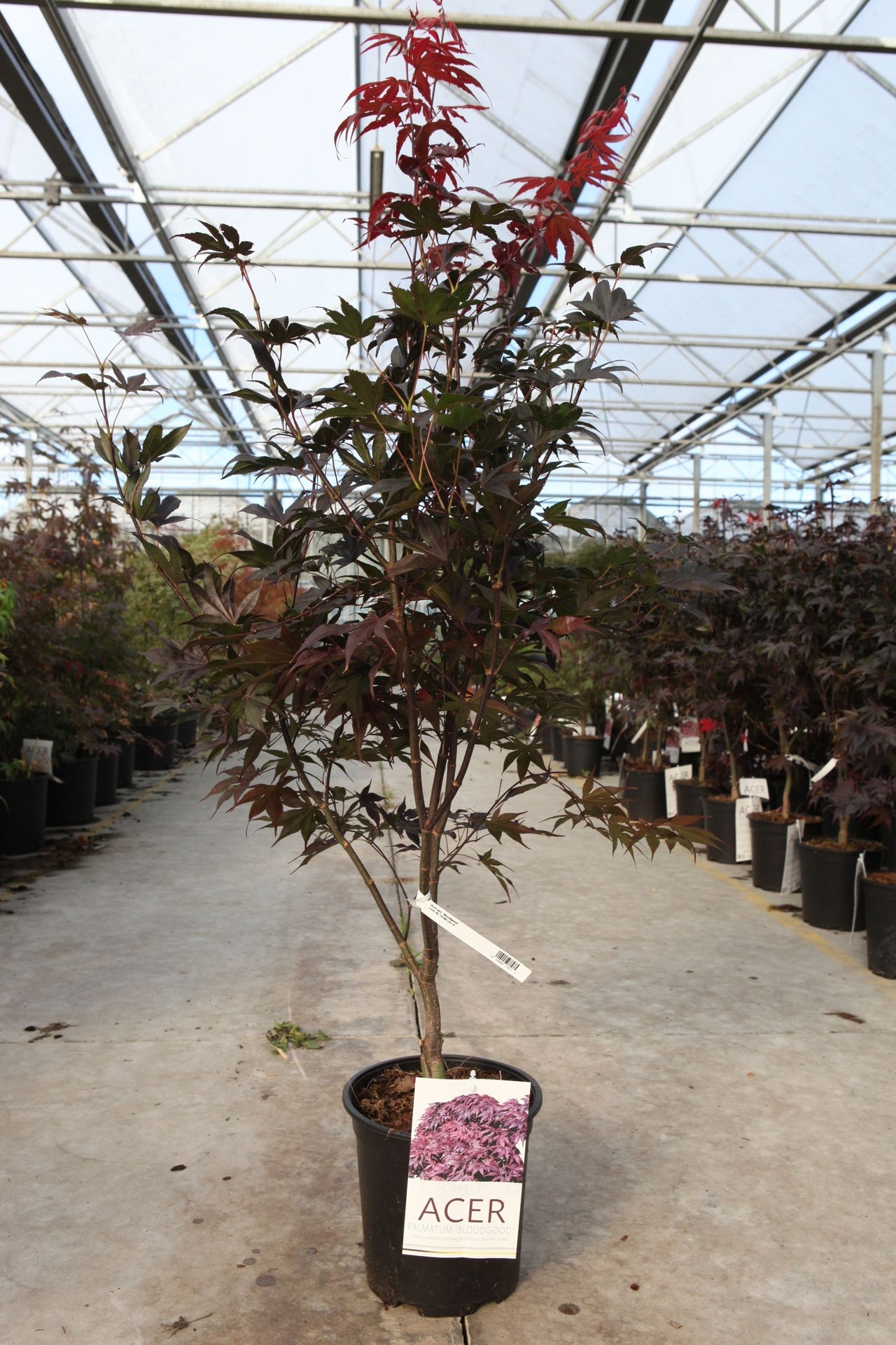Acer palmatum 'Bloodgood'