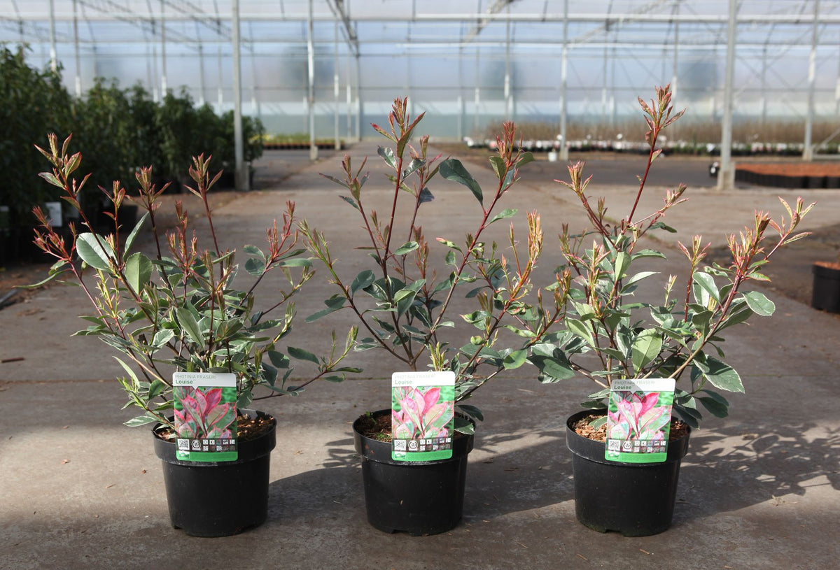 Photinia fraseri LOUISE (PBR)