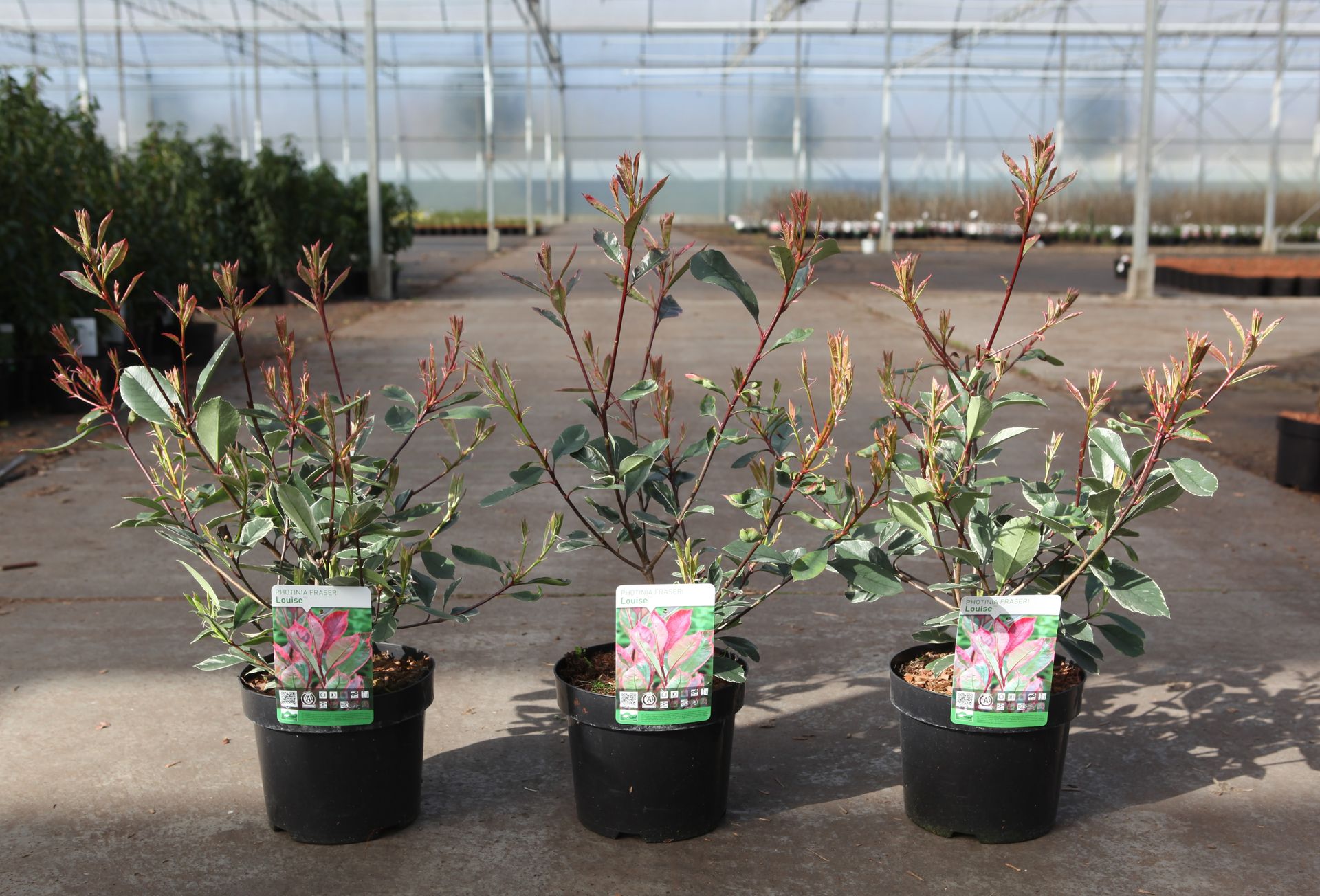Photinia fraseri LOUISE (PBR)