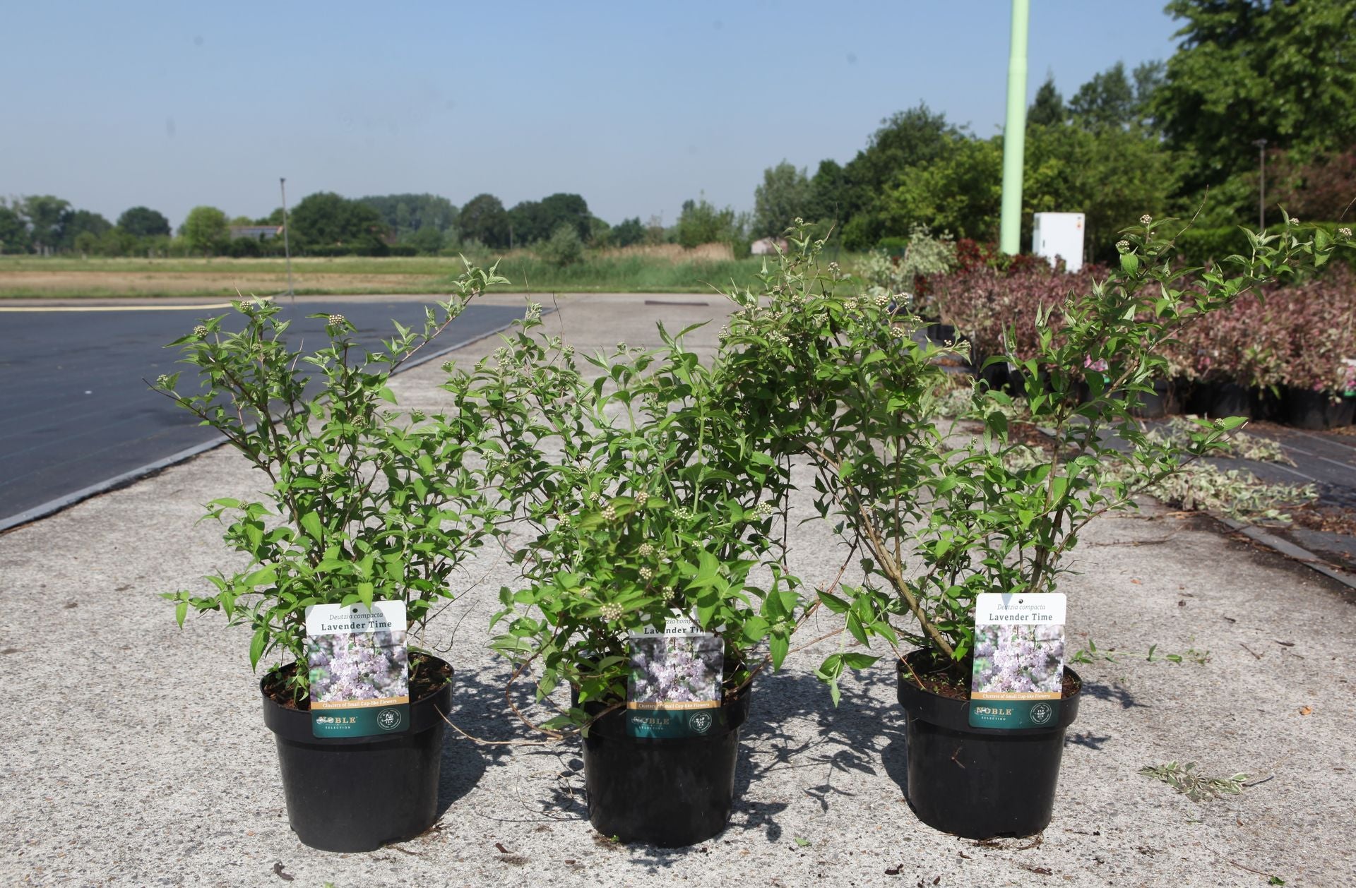 Deutzia compacta 'Lavender Time'