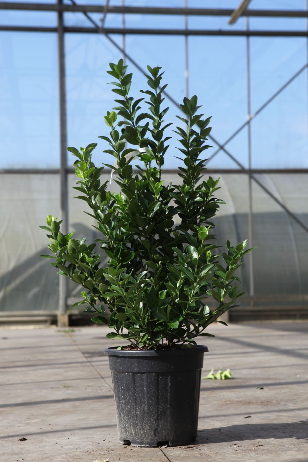 Euonymus japonicus