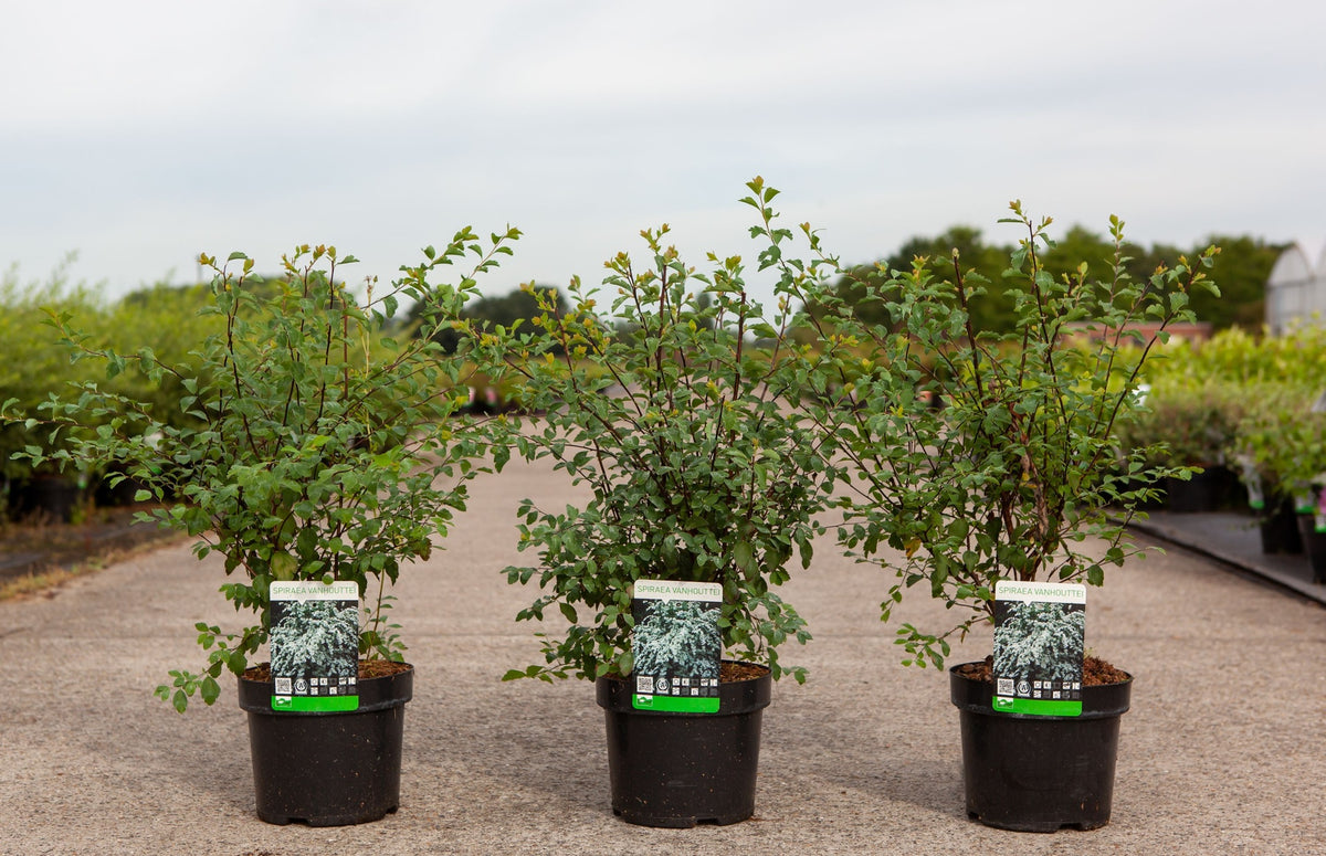Spiraea vanhouttei