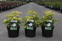 Viburnum opulus 'Park Harvest'