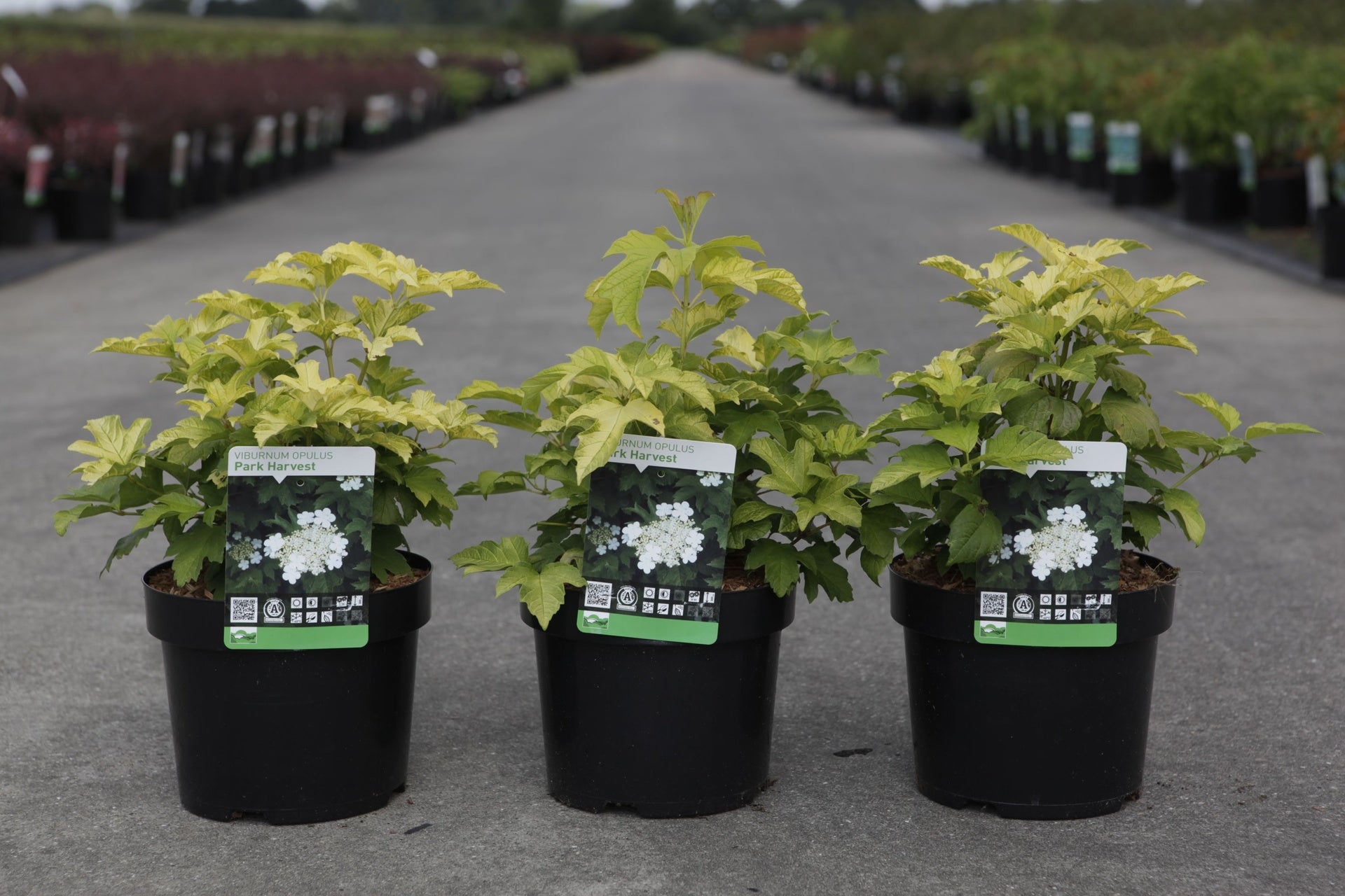 Viburnum opulus 'Park Harvest'