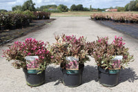 Weigela ALL SUMMER© MONET (PBR)