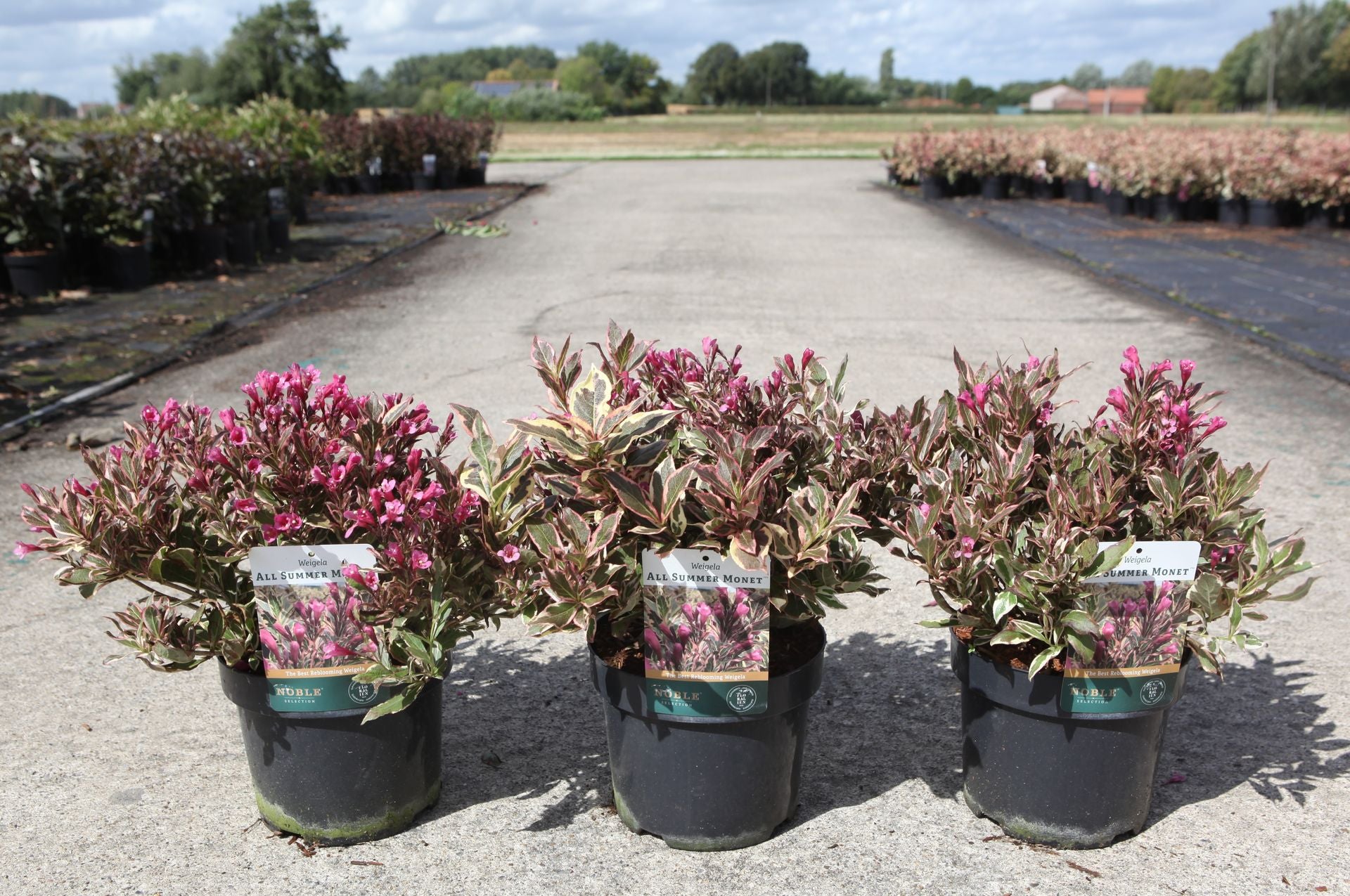 Weigela ALL SUMMER© MONET (PBR)
