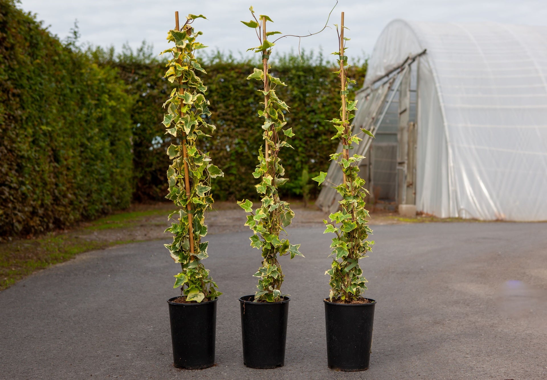 Hedera helix 'Goldchild'