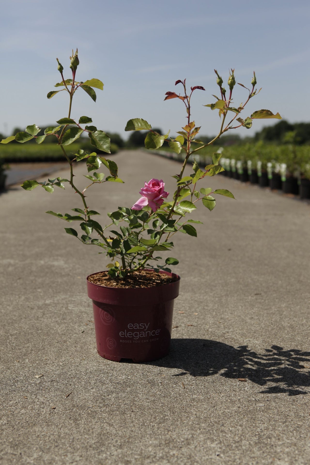 Rosa 'Grandma's Blessing' Easy Elegance©
