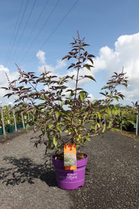 Vitex agnus-castus First Editions© 'Flip Side©'