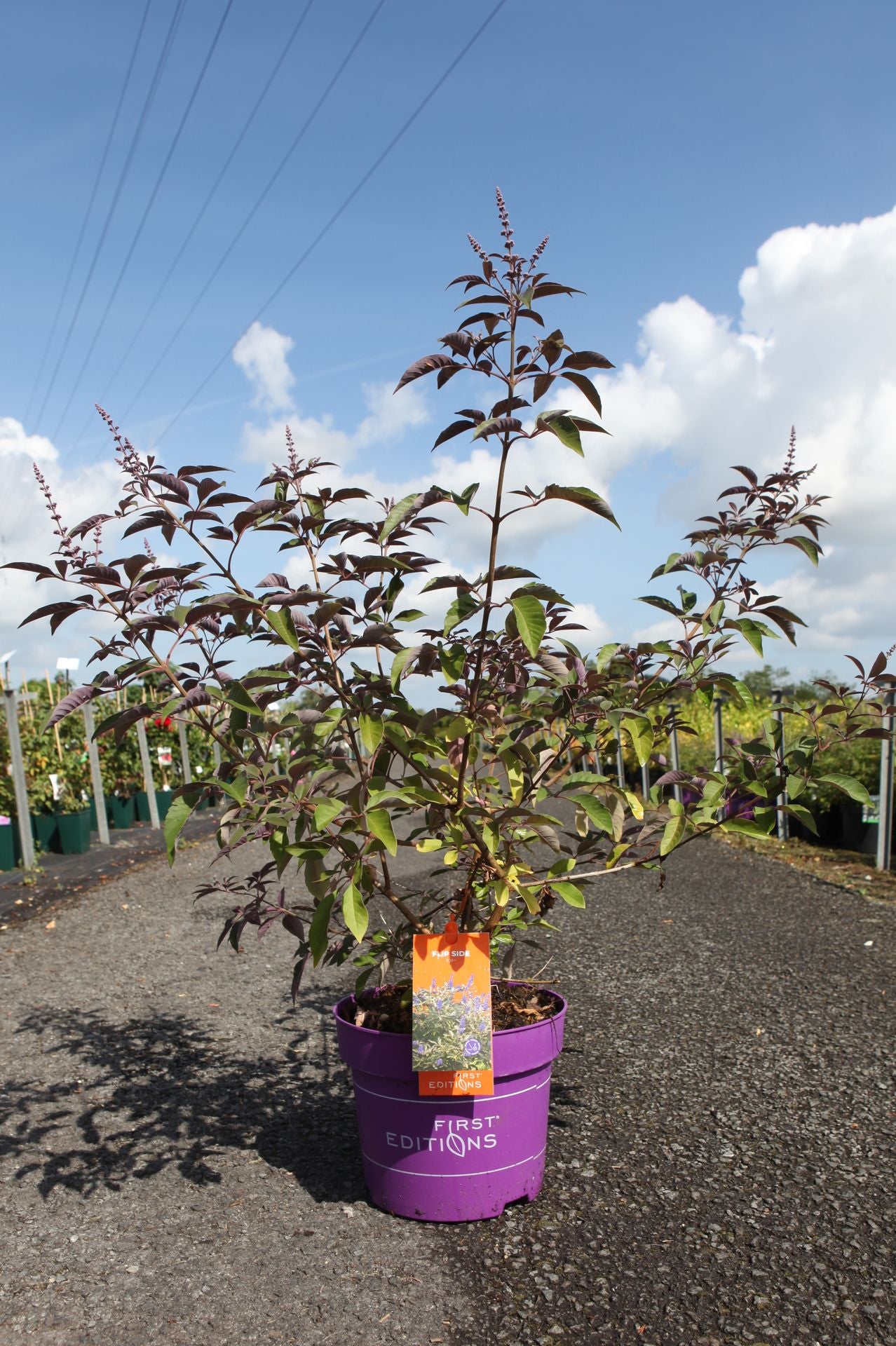 Vitex agnus-castus First Editions© 'Flip Side©'