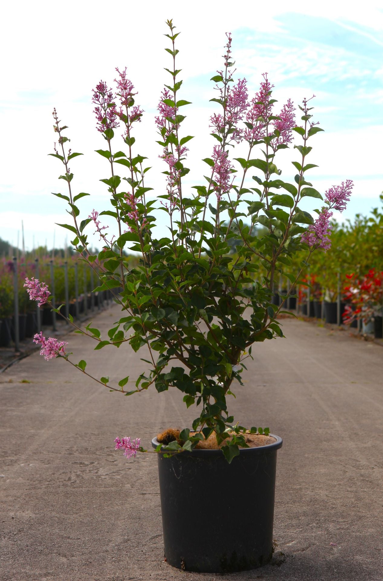 Syringa microphylla 'Superba'