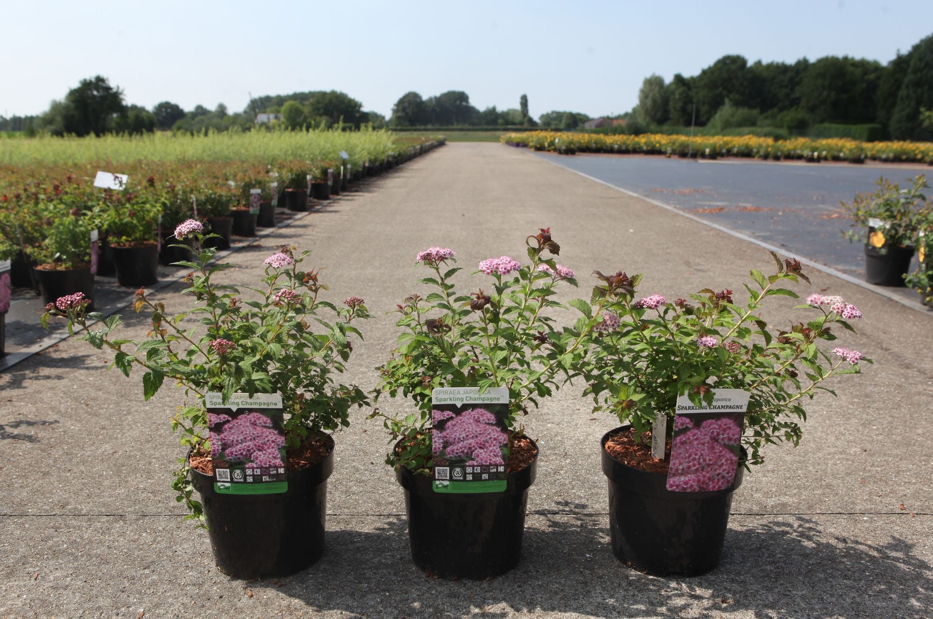 Spiraea japonica SPARKLING CHAMPAGNE (PBR)