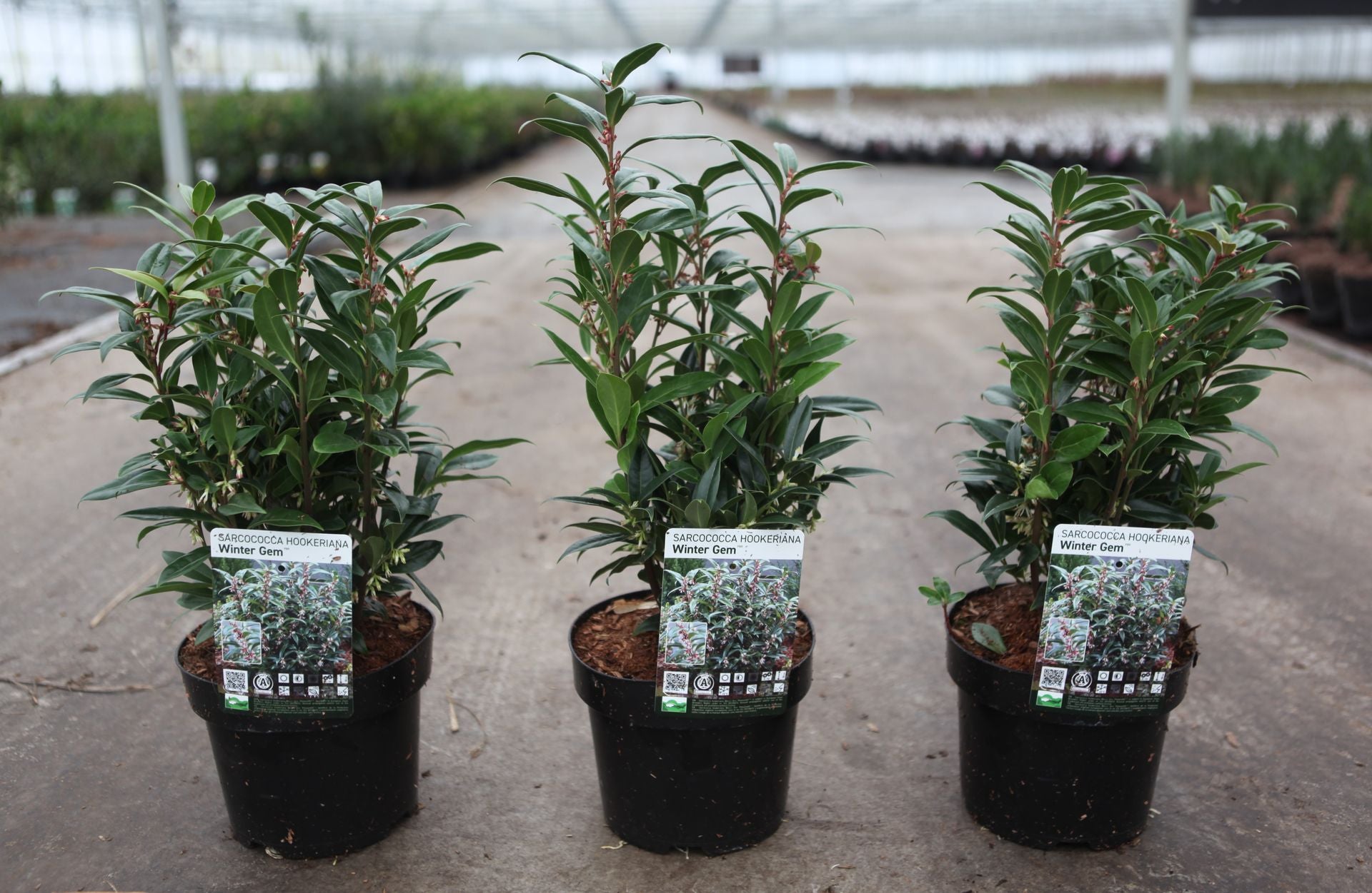 Sarcococca WINTER GEM (PBR)